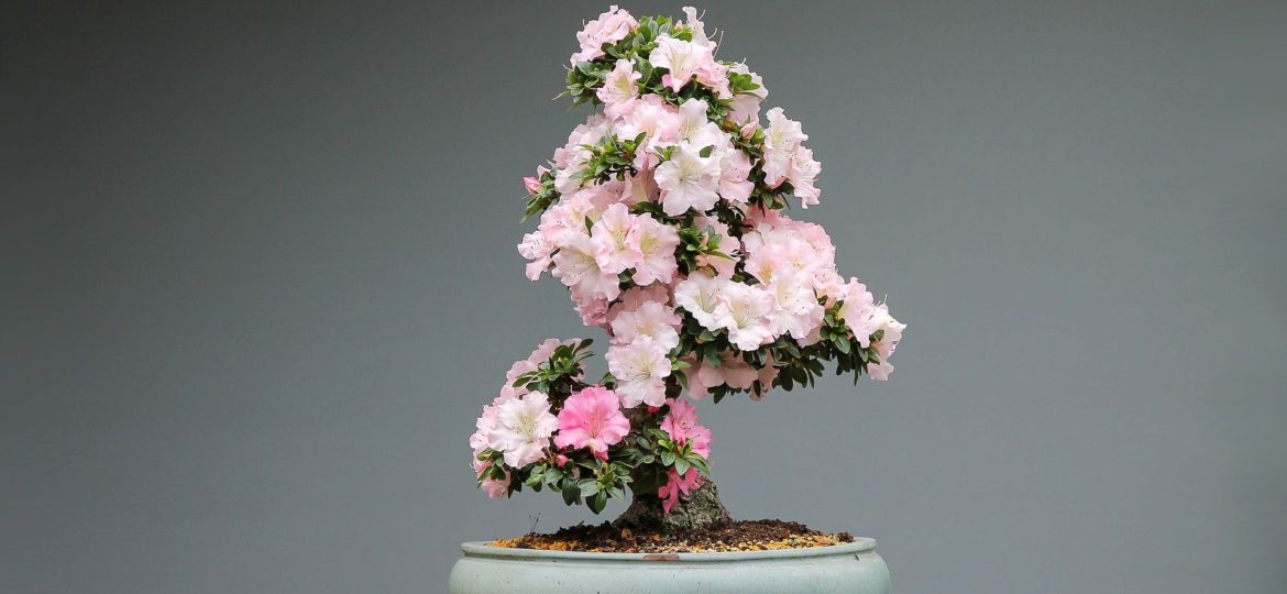 bonsai